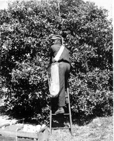 A citrus worker climbing a ladder