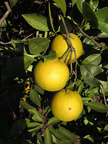 Parson Brown oranges