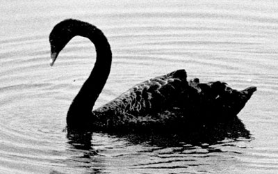 Black Swan